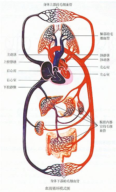 血液循环简图|血液循环图